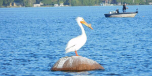 WeaverResort_PelicanLake_Pelican