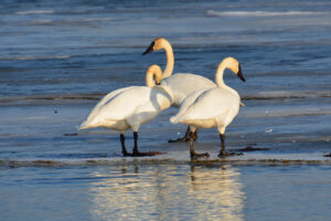Weavers Resort Swans